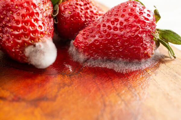 Frutas com mofo causam prejuízos à saúde